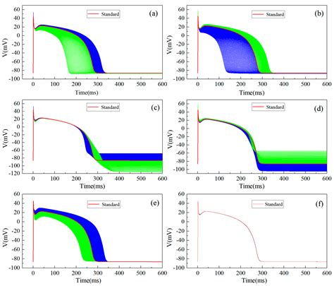 The Relationship between Cardiomyocyte Action Potentials and Ion ...