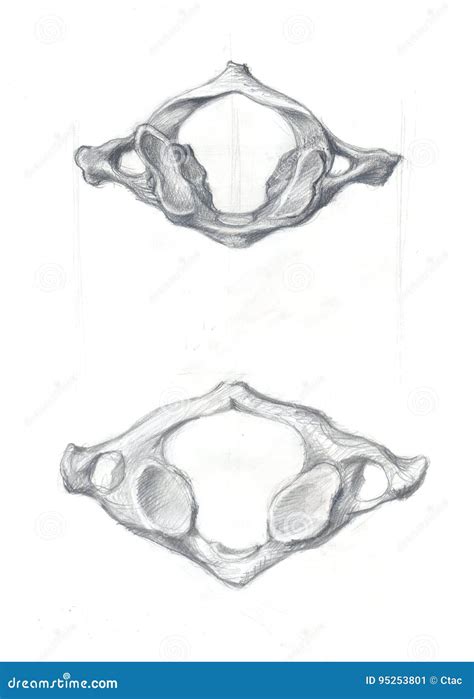 Atlas Vertebra