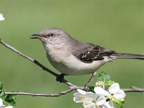 Mississippi State Bird Name