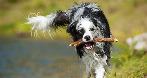 Image result for Human Dog Fetch