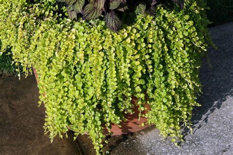 Creeping Jenny | Plant Profile | Sylvan Gardens Landscape Contractors