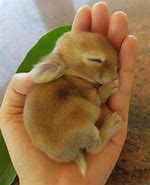 Image result for Super Cute Bunny