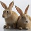Image result for Beautiful Rabbit Breeds