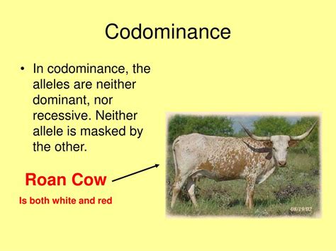 Image result for Example of Codominance