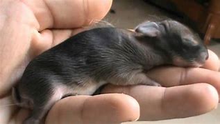Image result for Baby Wild Rabbit Closed Eyes