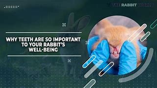 Image result for Baby Rabbit Teeth