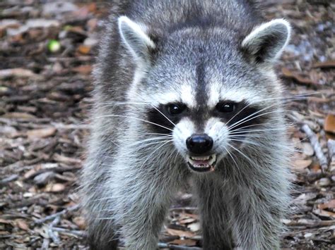 Raccoon Attack Cat