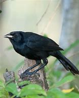 Image result for Melodious Blackbird