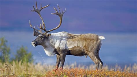 Caribou Knives Canada: Shop High-Quality Hunting & Outdoor Gear