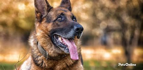 Image result for German Shepherd Dogs