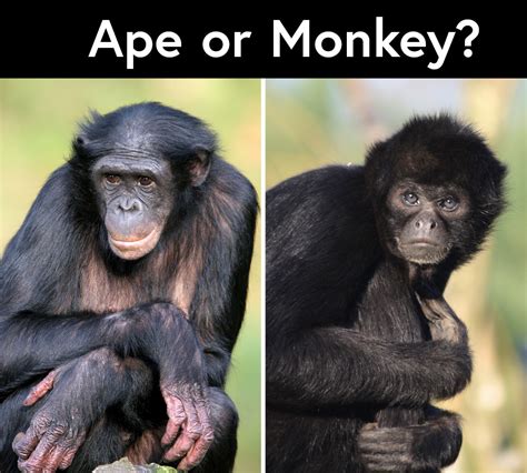 Animal Factoid Archives - Animal Fact Guide