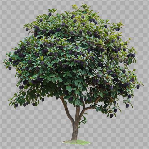 Image result for Java Plum Tree
