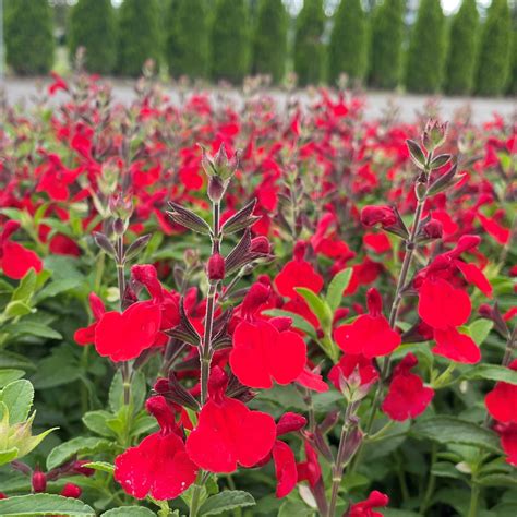 Salvia greggii 'Radio Red' - Autumn Sage, USPP #26,362 (4.5" Pot ...