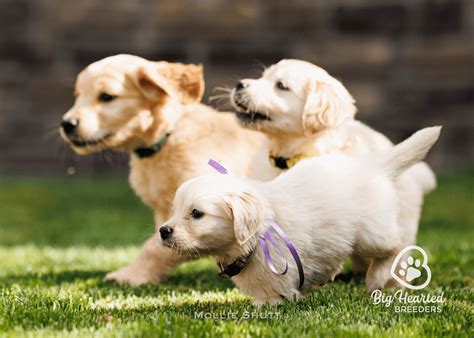 What are Golden Minis/ Mini Golden Retrievers?