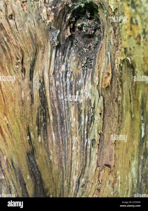 Image result for Rotted Tree