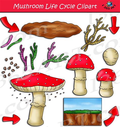 Mushroom Life Cycle Clipart Set Download - Clipart 4 School | Clip art ...