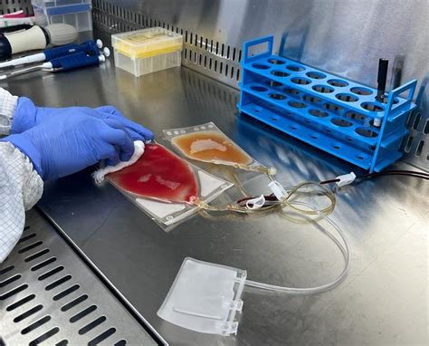 Laso Biomedical - Freezing Transfer Bags