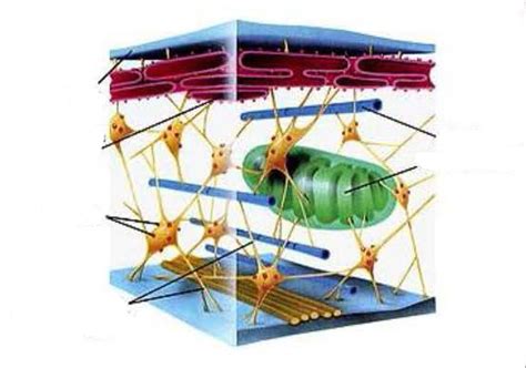 Image result for Cytoskeleton Structure