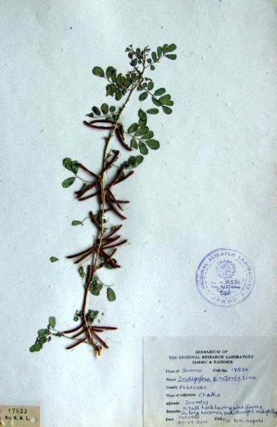 indigofera_tinctoria.