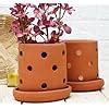 GOLD DUST Orchid Planter, 6 Inch Terracotta Pots for Plants, Gamley ...