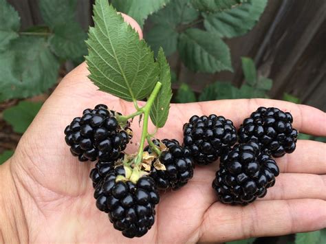 Growing Blackberries In Containers