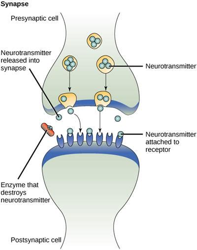 Types of neurotransmitters and their functions — lesson. Science State ...