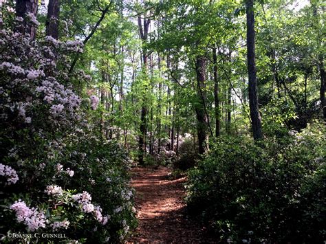 Hitchcock Woods Foundation – Aiken, SC