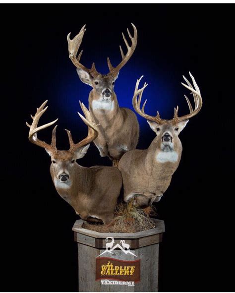 Whitetail Deer Taxidermy Wall Mount