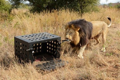 Male Lion Hyena Killer 的图像结果