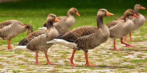 Image result for Goose Sim