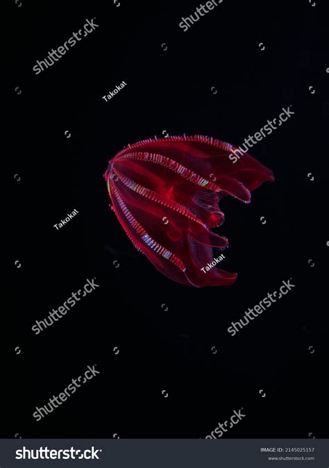 Bloodybelly Comb Jelly Lampocteis Cruentiventer Stock Photo 2145025157 ...