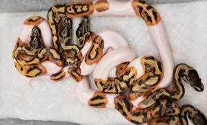 Ball Python Incubation 的图像结果