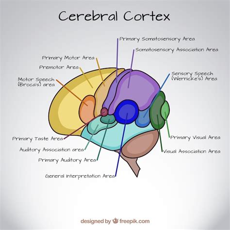 Image result for Prefrontal Cortex Brain Conductor Cartoon