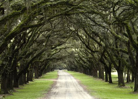 Wormsloe Plantation Georgia Wormsloe Tree Tunnel, Wormsloe Plantation,