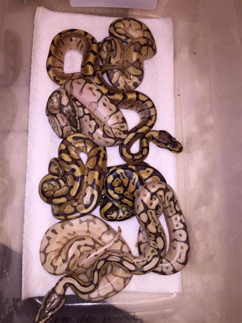 Image result for Enchi Ghost Ball Python