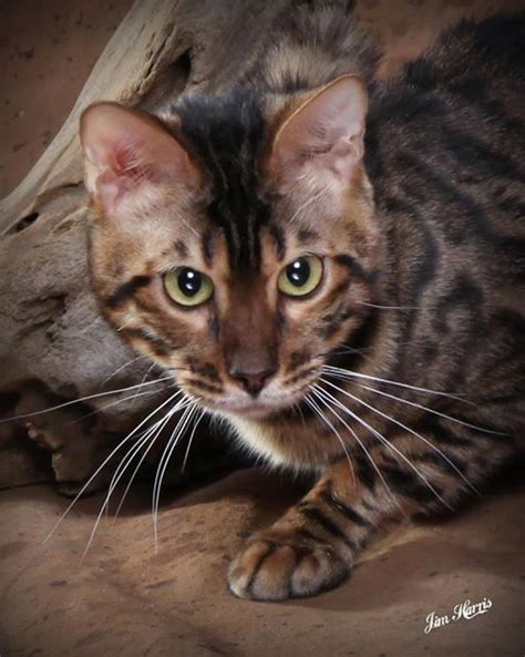 TICA Allbreed Cat Show & Adopt Expo, The Minnreg Hall, Largo, 20 April ...