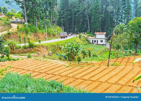 Agriculture In Sri Lanka