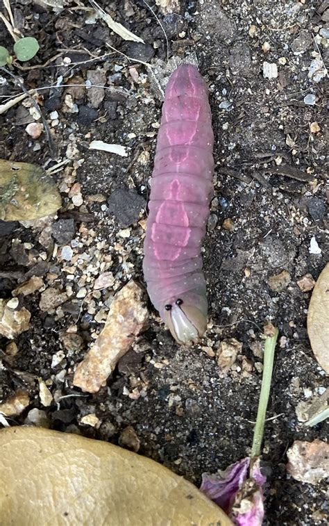 Pink Caterpillar