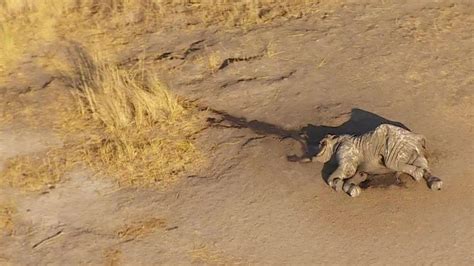 Dead Elephant Explodes 的图像结果