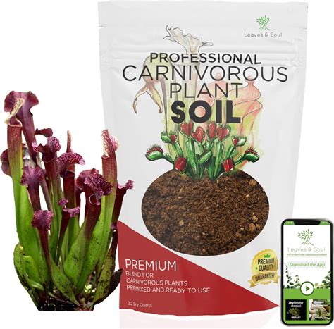 Amazon.com : Professional Carnivorous Plant Soil | Large 2.2 Quarts ...