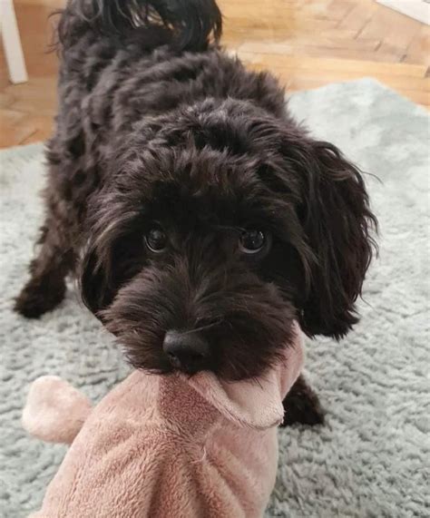 Black Maltipoo Haircuts