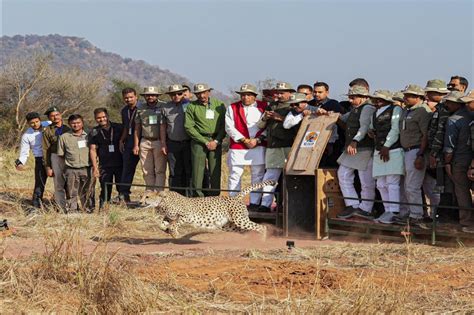 Cheetah in Kuno National Park