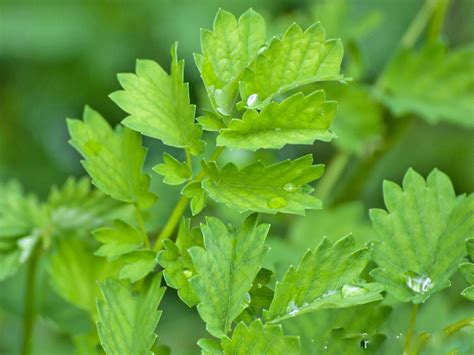 Growing and Using the Herb Salad Burnet