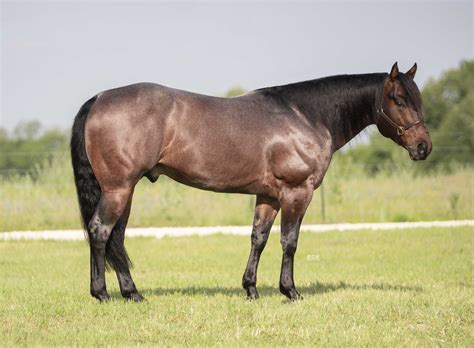 Bay Roan Quarter Horses