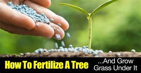 Image result for How Do You Fertilize a Tree