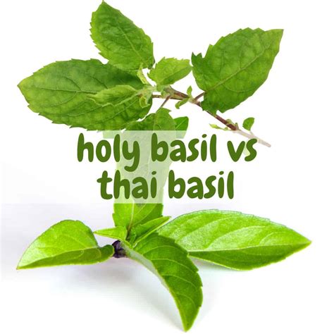 Holy Basil