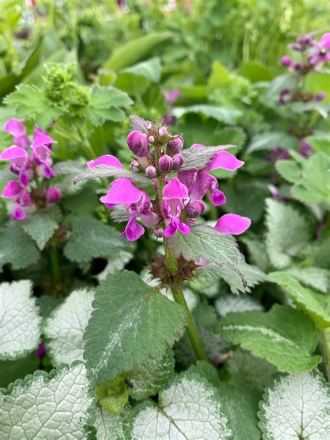 Lamium Purple Dragon