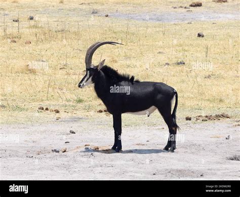 Male Sable Antelope, Hippotragus niger, a large antelope of southern ...