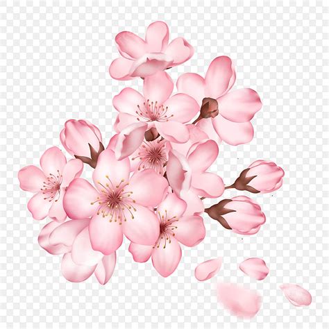 Cherry Blossom Flower Png
