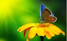 Butterfly Home Screen Nature Wallpaper by Nature Macro Flowers Butterfly Wallpapers Hd Desktop Butterfly Home Screen Nature Wallpaper